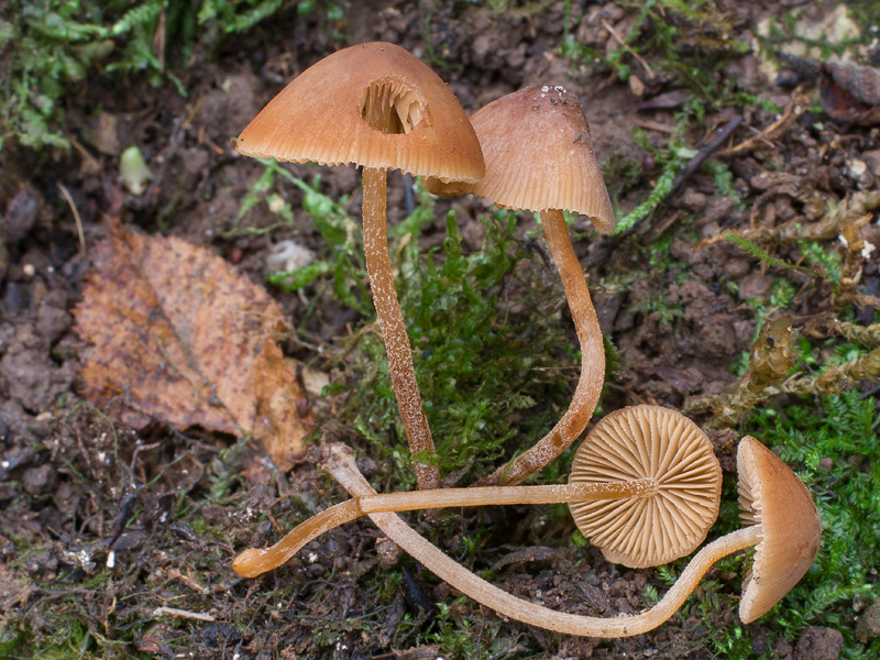 Conocybe echinata